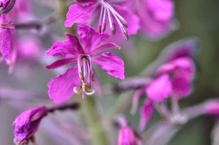 Pink flowerの写真素材