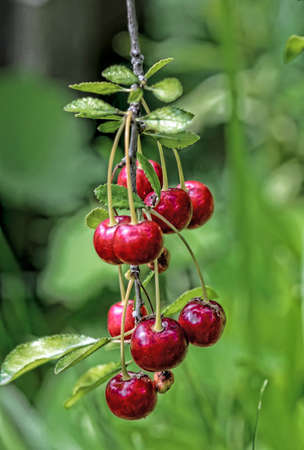 ripe red cherries on a tree