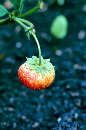 Strawberries in the gardenの写真素材