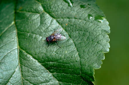 On the fly leaf of the treeの写真素材