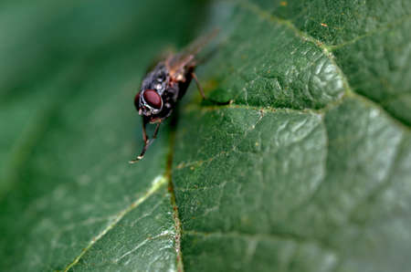 On the fly leaf of the treeの写真素材