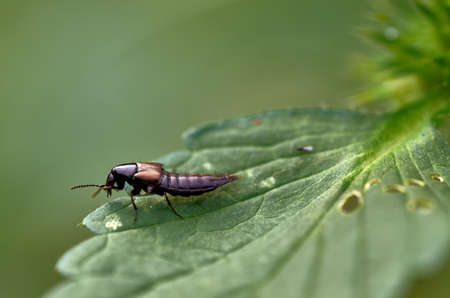 Insect on a blade of grassの写真素材