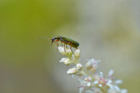 Insect on flowerの写真素材