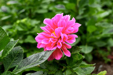 Red dahliaの写真素材