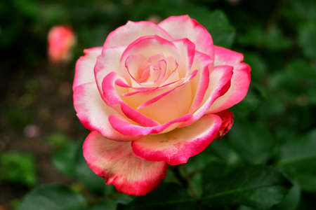 Rose red with whiteの写真素材