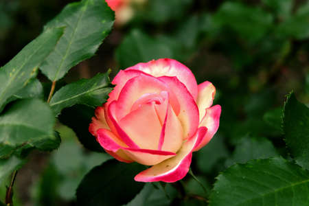 Rose red with whiteの写真素材