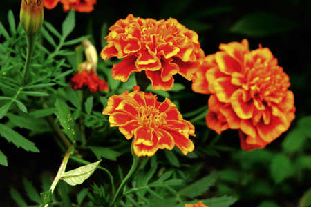 Marigolds in the gardenの写真素材
