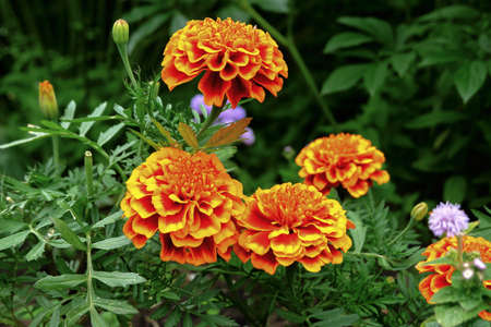 Marigolds in the gardenの写真素材