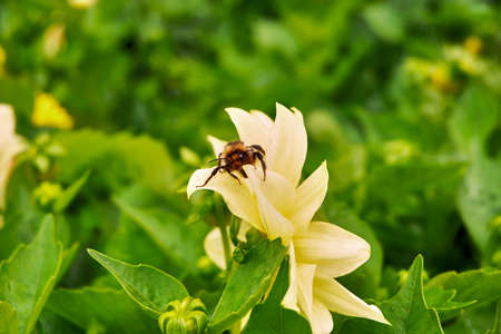 Yellow dahliaの写真素材