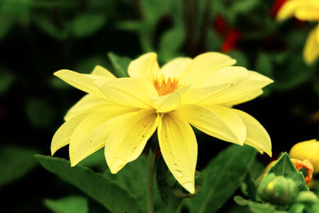Yellow dahliaの写真素材