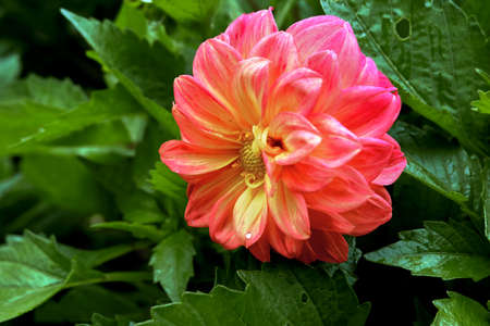 Pink dahliaの写真素材