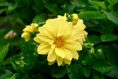 Yellow dahliaの写真素材