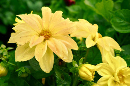 Yellow dahliaの写真素材
