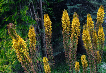 Long flowersの写真素材