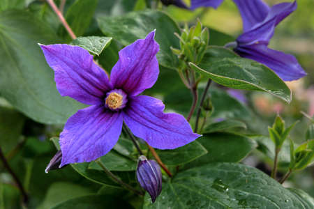 flower in gardenの写真素材