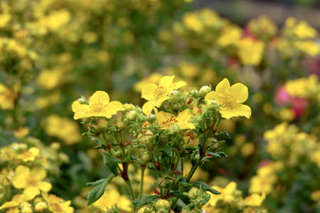 yellow flowers in gardenの写真素材