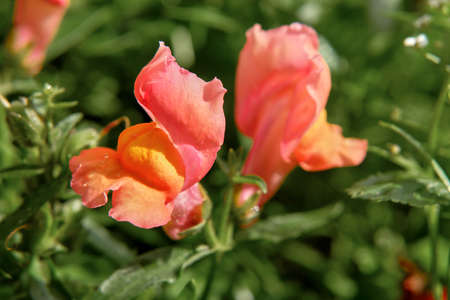 Red flowers in the gardenの写真素材