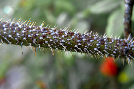The thorns on the stemの写真素材