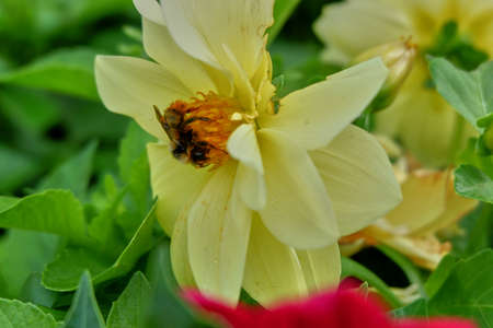 Bumblebee on a flowerの写真素材