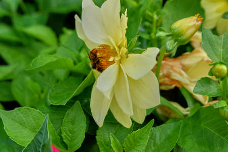 Bumblebee on a flowerの写真素材