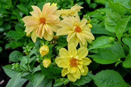 bouquet of flowersの写真素材