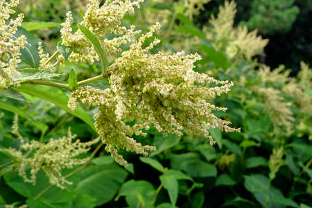 Clusters of white flowersの写真素材