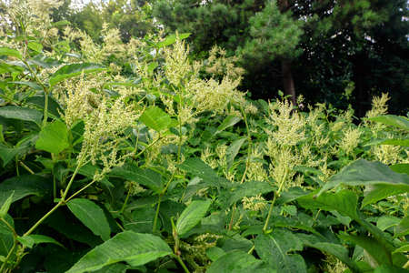 Clusters of white flowersの写真素材