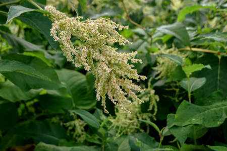 Clusters of white flowersの写真素材