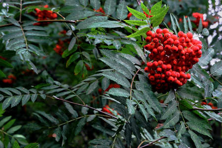 Red rowan berriesの写真素材