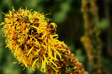 yellow flowers in the garden