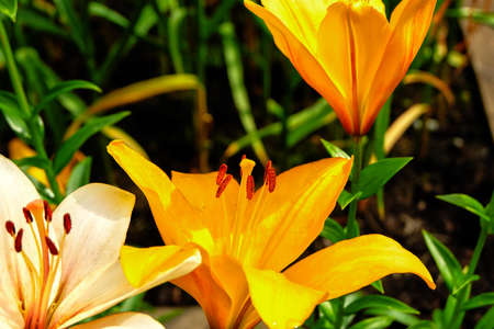 Yellow flower in the garden