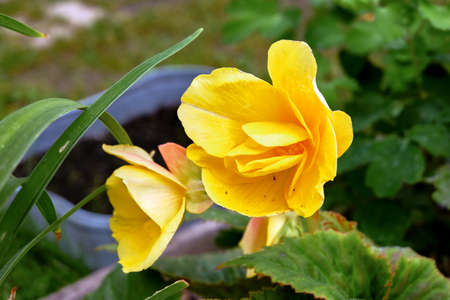 yellow flowerの写真素材