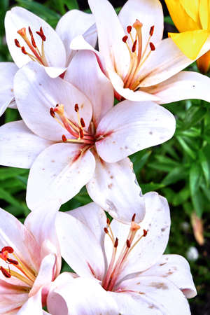 Pink flowersの写真素材