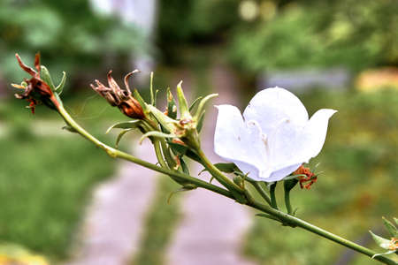 White flower on a branchの写真素材
