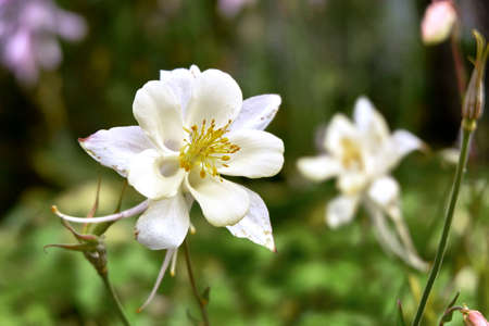 White flower in the gardenの写真素材