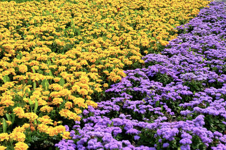 field of colorful flowersの写真素材