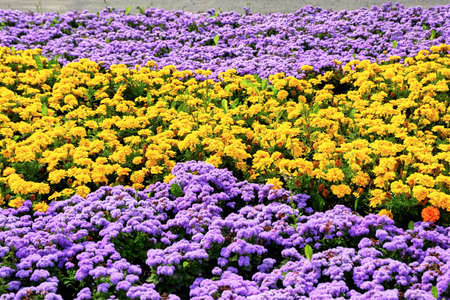 field of colorful flowersの写真素材