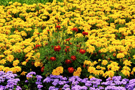 field of colorful flowersの写真素材