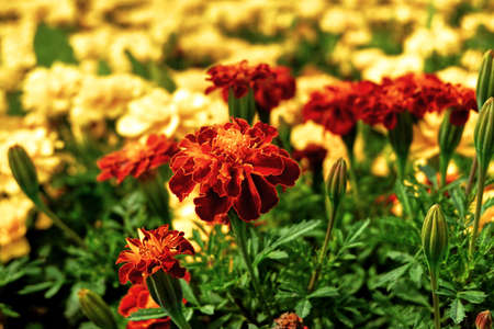 Burgundy marigoldsの写真素材