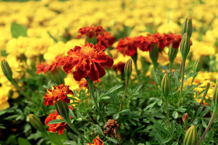 Burgundy marigoldsの写真素材