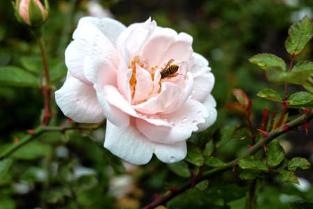 Pink roseの写真素材