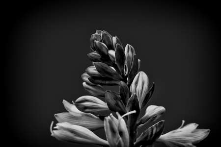 flower on blackの写真素材