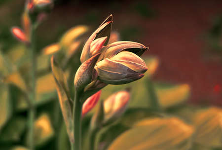 Flower buds in the evening