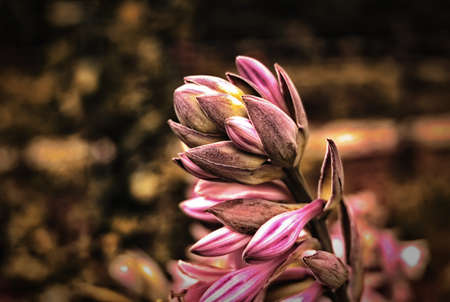 Flower buds in the eveningの写真素材
