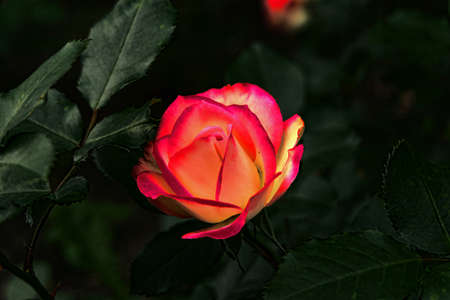red rose in the gardenの写真素材