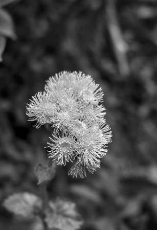 Flower in black and whiteの写真素材