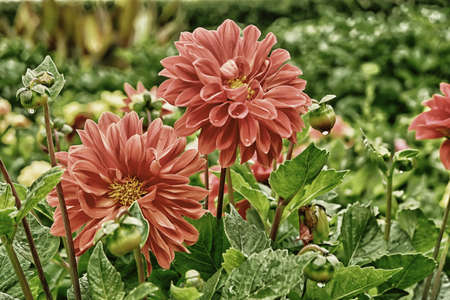 red flowerの写真素材