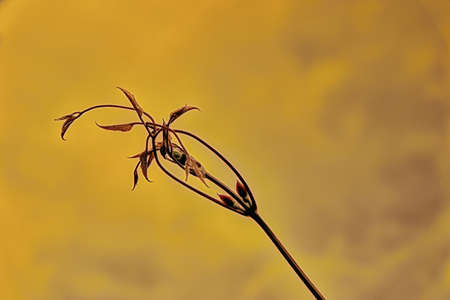 Plant branchの写真素材