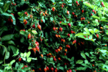 abstract background of leavesの写真素材