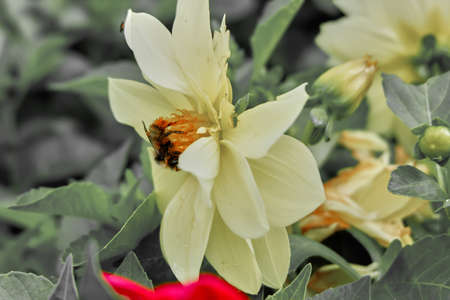 Bumblebee collects pollenの写真素材